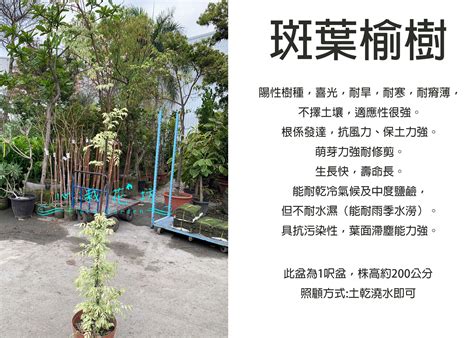 斑葉榆樹照顧|【榆樹 照顧】榆樹 照顧攻略：讓你的榆樹枝繁葉茂 – 舒嵩沙師傅